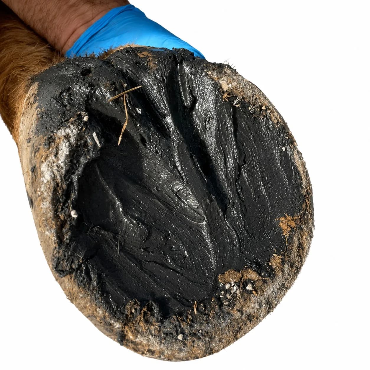 Hoof Management